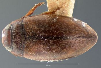Media type: image;   Entomology 6028 Aspect: habitus dorsal view